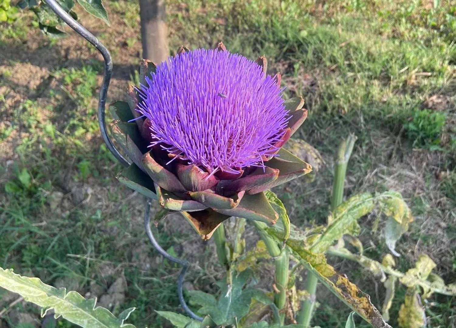 Agriturismo I Tassoni Villa Pavullo nel Frignano